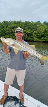 Snook Fishing in Clearwater, Florida