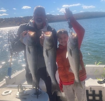 Hybrid Striped Bass, Striped Bass Fishing in Pottsboro, Texas