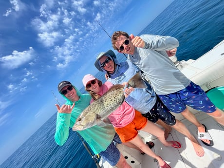 Gag Grouper Fishing in Bay Pines, Florida, USA