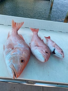 Fishing in Key West, Florida