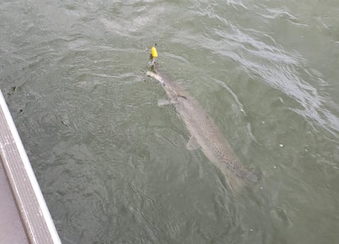 Alligator Gar fishing in Coldspring, Texas