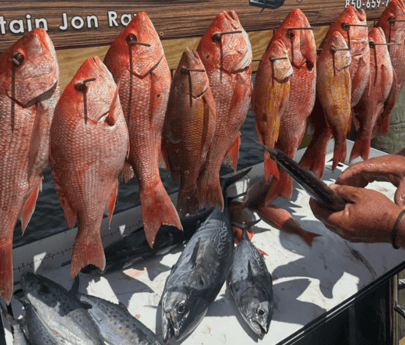 Red Snapper Fishing in
