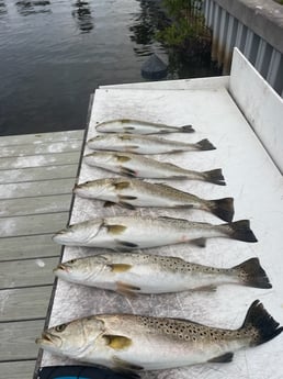 Fishing in Ruskin, Florida