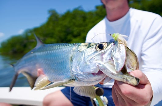 Tarpon Fishing in Islamorada, Florida