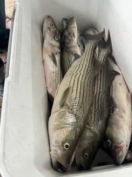 Hybrid Striped Bass Fishing in