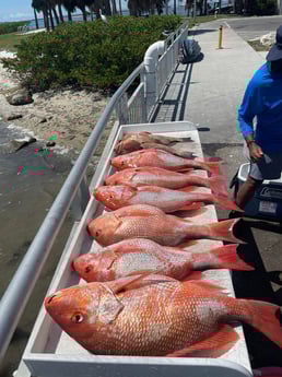 Red Grouper, Red Snapper Fishing in Clearwater, Florida