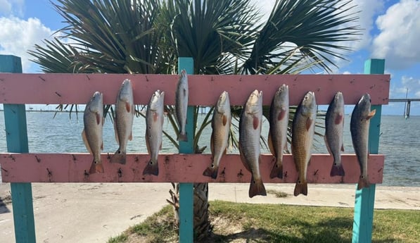 Redfish, Speckled Trout Fishing in Rockport, Texas