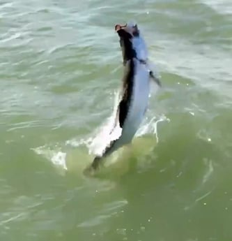 Fishing in Marco Island, Florida