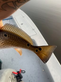 Redfish Fishing in Shell Beach, Louisiana