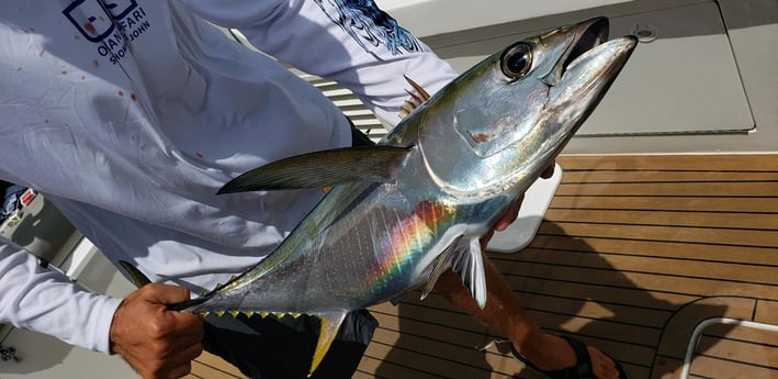 Yellowfin Tuna fishing in San Juan, Puerto  Rico