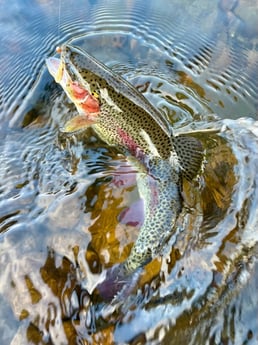 Fishing in Hume, California