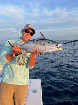 False Albacore Fishing in Jupiter, Florida