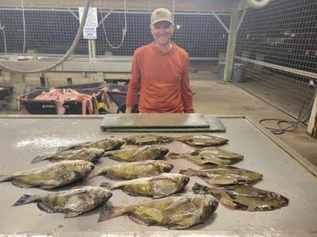 Black Drum, Flounder Fishing in Matagorda, Texas
