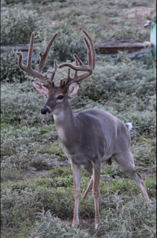 Fishing in McAllen, Texas
