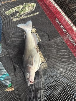 Fishing in Alba, Texas