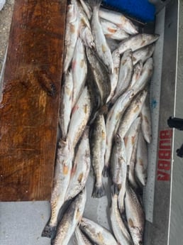 Fishing in New Orleans, Louisiana