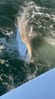 Great White Shark Fishing in Destin, Florida