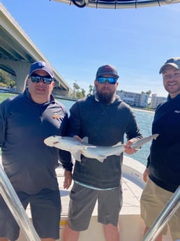 Hammerhead Shark fishing in St. Petersburg, Florida