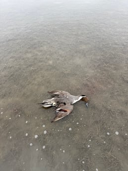 Fishing in South Padre Island, Texas