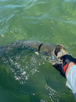 Tarpon Fishing in Summerland Key, Florida