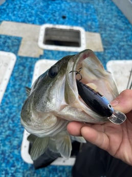 Largemouth Bass Fishing in Briarcliff, Texas