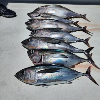 Fishing in Pompano Beach, Florida