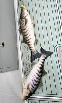 Fishing in Stone Harbor, New Jersey