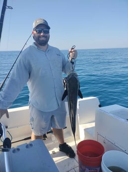 Cobia Fishing in Jacksonville, Florida
