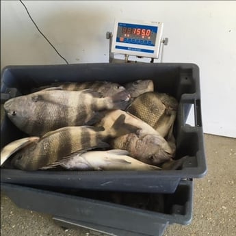 Sheepshead Fishing in Boothville-Venice, Louisiana, USA