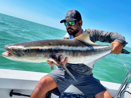 Cobia Fishing in Tavernier, Florida
