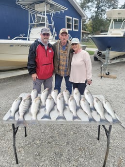 Striped Bass Fishing in Whitney, Texas