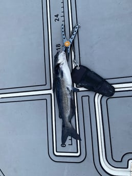 Fishing in Pembroke Pines, Florida