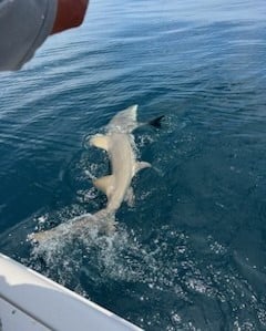 Bull Shark Fishing in Destin, Florida