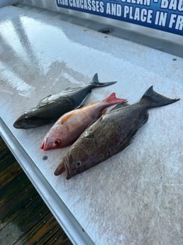 Amberjack, Lane Snapper, Scamp Grouper Fishing in Destin, Florida