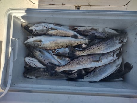 Speckled Trout / Spotted Seatrout Fishing in Brunswick, Georgia