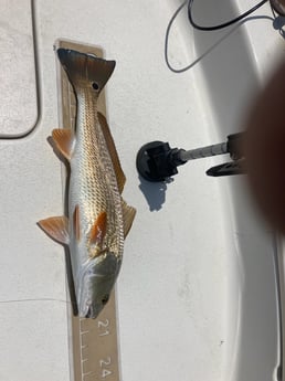 Redfish Fishing in St. Petersburg, Florida