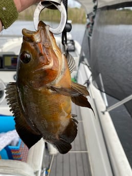 Fishing in Weston, Florida