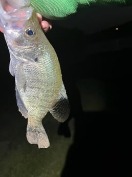 Crappie Fishing in Briarcliff, Texas