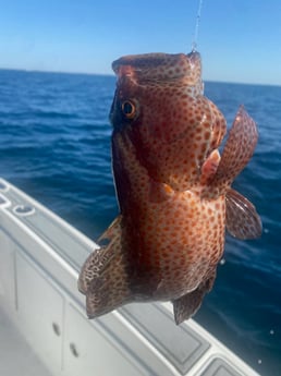 Strawberry Grouper fishing in Fort Walton Beach, Florida