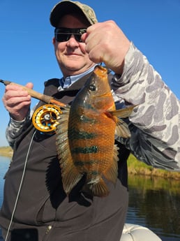 Cichlid Fishing in Pembroke Pines, Florida