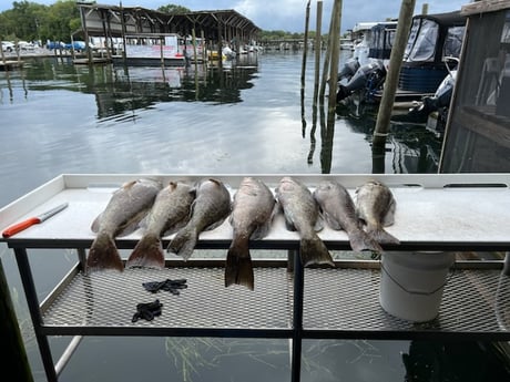 Gag Grouper Fishing in Crystal River, Florida