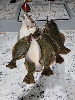 Flounder Fishing in Rio Hondo, Texas