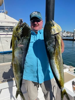 Mahi Mahi / Dorado fishing in Montauk, New York