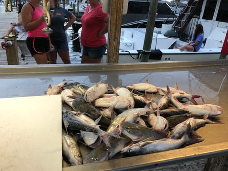 Fishing in Orange Beach, Alabama