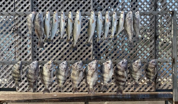Black Drum, Sheepshead, Speckled Trout / Spotted Seatrout fishing in Corpus Christi, Texas