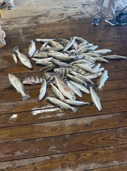 Fishing in Venice, Louisiana