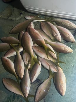 Fishing in Key Largo, Florida