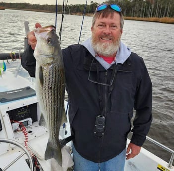 Striped Bass Fishing in Trails End Road, Wilmington, N, North Carolina