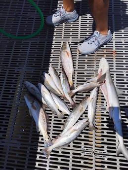 Fishing in Citra, Florida