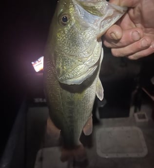 Largemouth Bass Fishing in Briarcliff, Texas